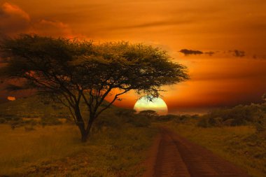 Kenya 'daki Tsavo Doğu ve Tsavo Batı Ulusal Parkı' nda gün batımı ve gündoğumu