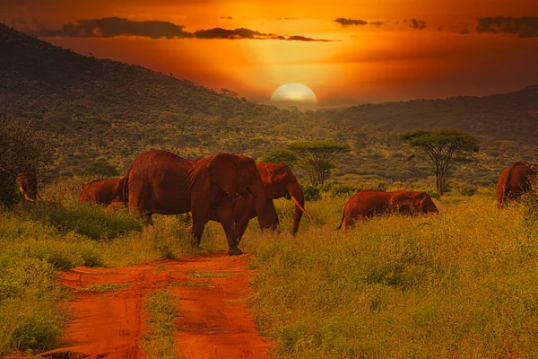 Elefantes Puesta Sol Tsavo East Parque Nacional Tsavo West Kenia — Foto de Stock