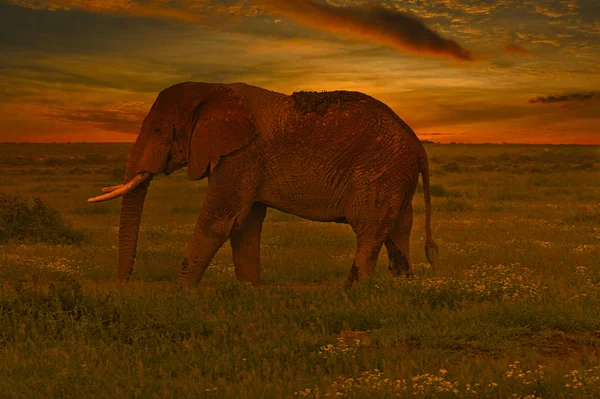 Слоны Закат Восточном Цаво Западном Национальном Парке Цаво Кении — стоковое фото