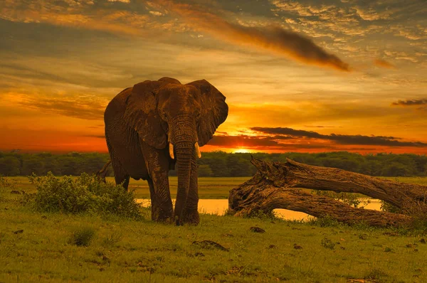 Gajah Dan Matahari Terbenam Taman Nasional Tsavo Timur Dan Tsavo — Stok Foto