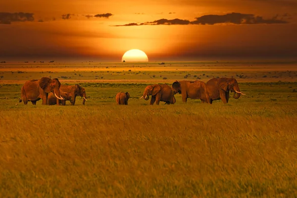Elefanten Und Sonnenuntergang Tsavo East Und Tsavo West Nationalpark Kenia — Stockfoto