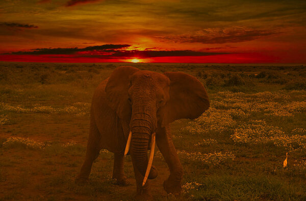 Elephants and sunset in the Tsavo East and Tsavo West National Park in Kenya