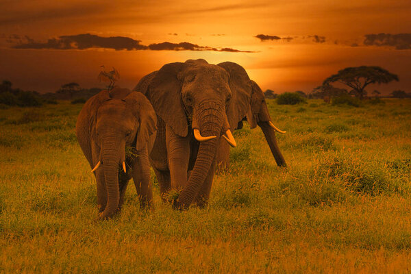 Elephants and sunset in the Tsavo East and Tsavo West National Park in Kenya