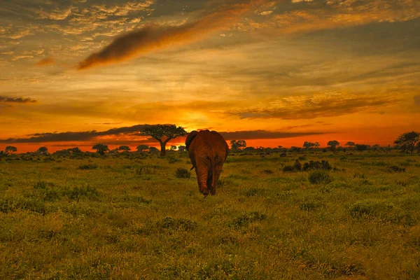 Sloni Západ Slunce Tsavo East Tsavo West National Park Keni — Stock fotografie