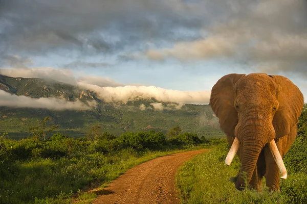 Слоны Гора Килиманджаро Национальном Парке Амбосели — стоковое фото