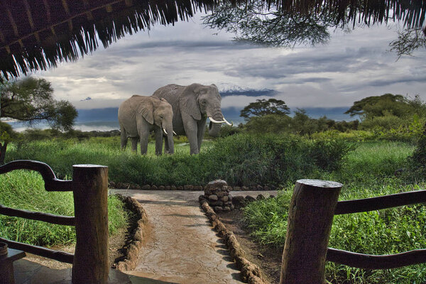 Elephants and Mount Kilimanjaro in Amboseli National Park 