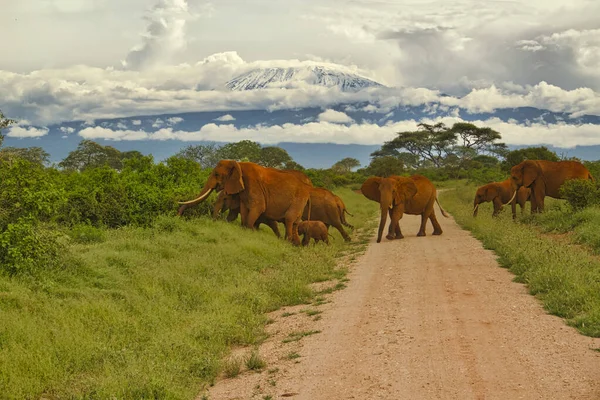 Amboseli Milli Parkı Nda Filler Kilimanjaro Dağı — Stok fotoğraf