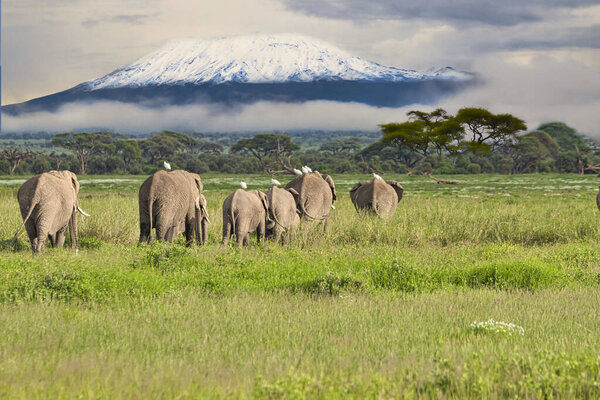 Elephants and Mount Kilimanjaro in Amboseli National Park 