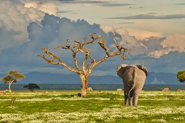 Слоны Гора Килиманджаро Национальном Парке Амбосели — стоковое фото