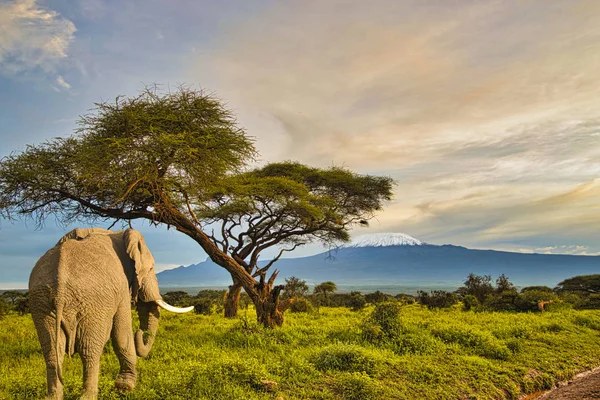 Amboseli Milli Parkı 'nda filler ve Kilimanjaro Dağı 