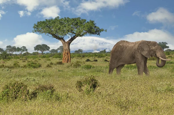 安博塞利国家公园的大象和乞力马扎罗山 — 图库照片