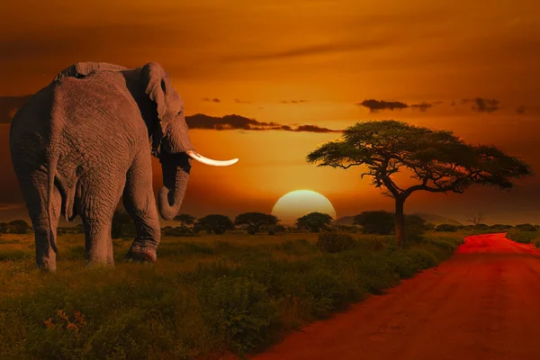 Kenya 'daki Tsavo Doğu ve Tsavo Batı Ulusal Parkı' nda filler ve gün batımı