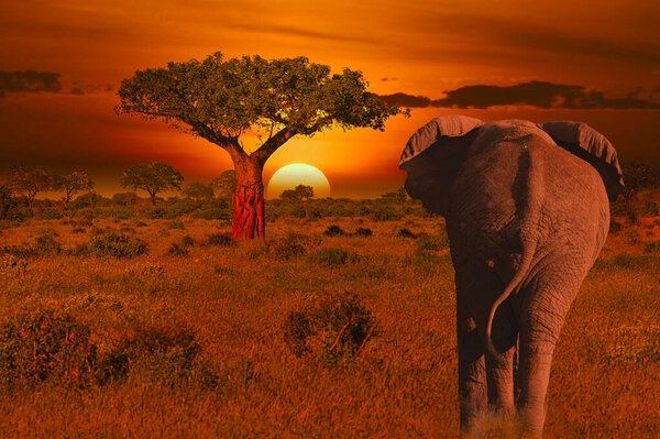 Elephants and sunset in the Tsavo East and Tsavo West National Park in Kenya