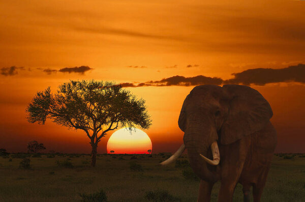 Elephants and sunset in the Tsavo East and Tsavo West National Park in Kenya