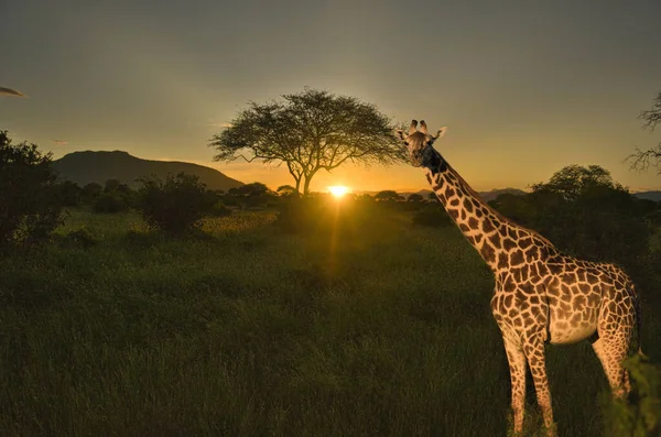 Zsiráfok Kilimandzsáró Amboseli Nemzeti Parkban — Stock Fotó