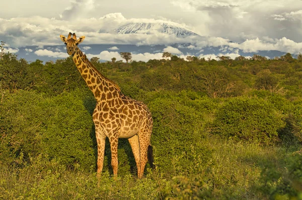 安博塞利国家公园的Giraffes和Kilimanjaro山 — 图库照片