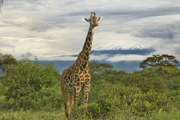 Girafas Monte Kilimanjaro Parque Nacional Amboseli — Fotografia de Stock
