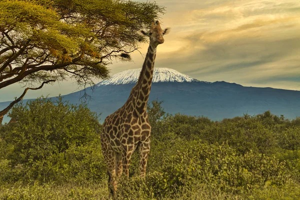 Жираф Гора Кіліманджаро Національному Парку Амбоселі — стокове фото
