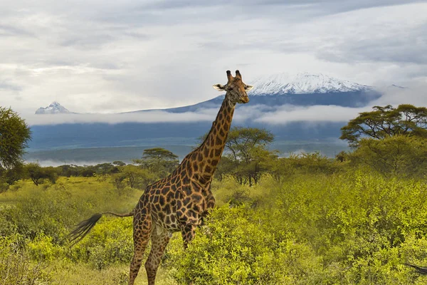 Καμηλοπαρδάλεις Και Όρος Kilimanjaro Στο Εθνικό Πάρκο Amboseli — Φωτογραφία Αρχείου