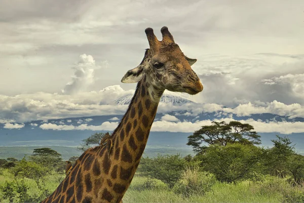 Girafas Monte Kilimanjaro Parque Nacional Amboseli — Fotografia de Stock