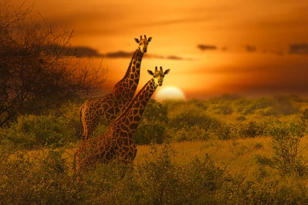 Zürafalar ve günbatımı Tsavo Doğu ve Kenya 'daki Tsavo Batı Ulusal Parkı' nda