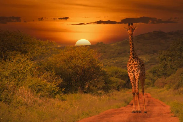 Żyrafy Zachód Słońca Tsavo East Tsavo West National Park Kenii — Zdjęcie stockowe