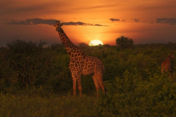 Giraffes Sunset Tsavo East Tsavo West National Park Kenya — Stock Photo, Image