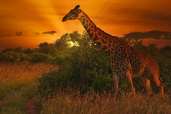 Giraffes Sunset Tsavo East Tsavo West National Park Kenya — Stock Photo, Image