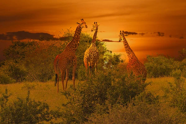 Giraffer Och Solnedgång Tsavo East Och Tsavo West National Park — Stockfoto