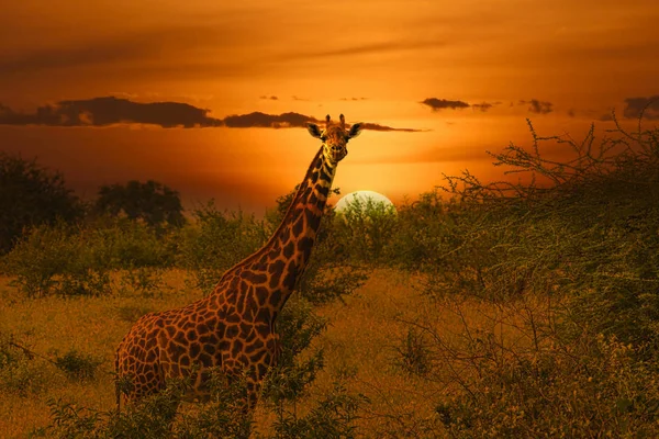 Zsiráfok Naplementék Tsavo East Ben Tsavo West National Park Kenyában — Stock Fotó
