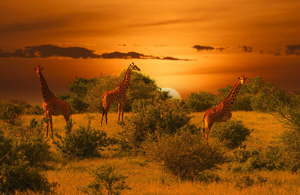 Giraffes and sunset in Tsavo East and Tsavo West National Park in Kenya