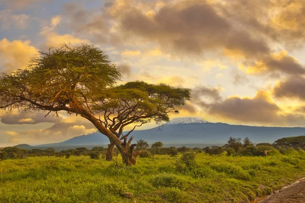 Fotos Kilimanjaro Coberto Neve Tanzânia — Fotografia de Stock