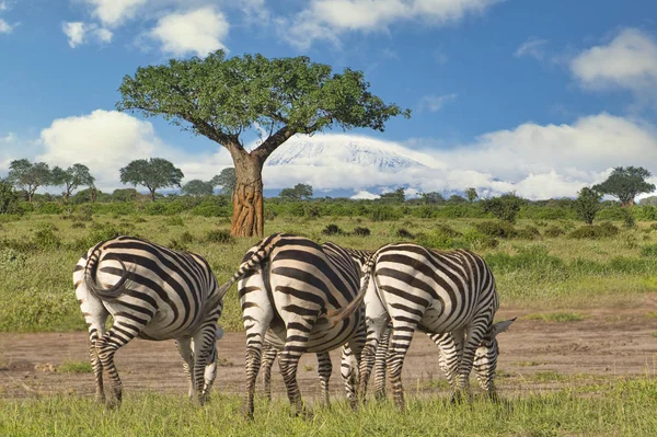 Zebra Och Berget Kilimanjaro Amboseli Nationalpark — Stockfoto