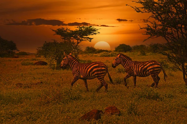 Zebra ve Gündoğumu Tsavo Doğu ve Tsavo Batı Ulusal Parkı Kenya