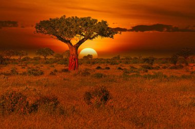 Kenya 'daki Tsavo Doğu ve Tsavo Batı Ulusal Parkı' nda gün batımı ve gündoğumu