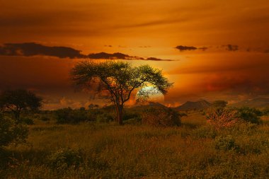 Kenya 'daki Tsavo Doğu ve Tsavo Batı Ulusal Parkı' nda gün batımı ve gündoğumu