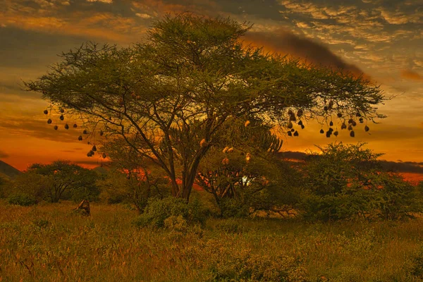 Sonnenuntergang Und Sonnenaufgang Tsavo East Und Tsavo West Nationalpark Kenia — Stockfoto