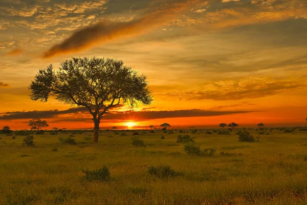 Kenya 'daki Tsavo Doğu ve Tsavo Batı Ulusal Parkı' nda gün batımı ve gündoğumu