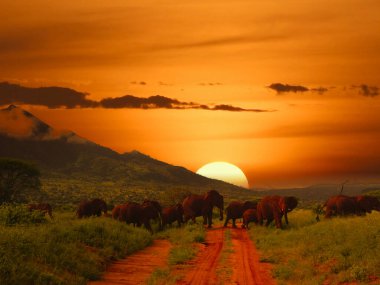 Kenya 'daki Tsavo Doğu ve Tsavo Batı Ulusal Parkı' nda filler ve gün batımı