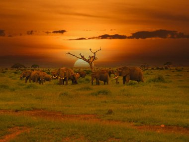 Kenya 'daki Tsavo Doğu ve Tsavo Batı Ulusal Parkı' nda filler ve gün batımı
