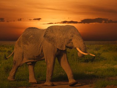 Kenya 'daki Tsavo Doğu ve Tsavo Batı Ulusal Parkı' nda filler ve gün batımı