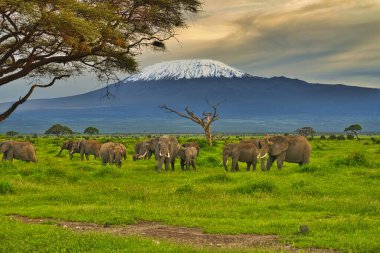 Amboseli Milli Parkı 'nda filler ve Kilimanjaro Dağı 