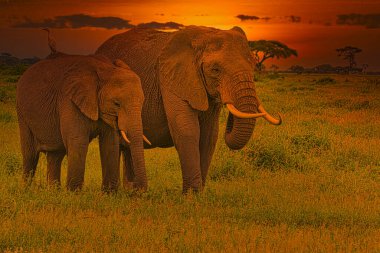 Kenya 'daki Tsavo Doğu ve Tsavo Batı Ulusal Parkı' nda filler ve gün batımı