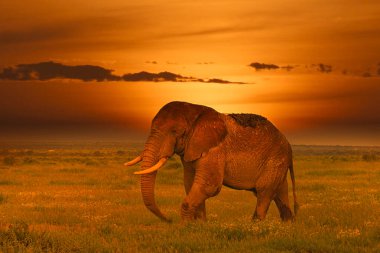 Kenya 'daki Tsavo Doğu ve Tsavo Batı Ulusal Parkı' nda filler ve gün batımı