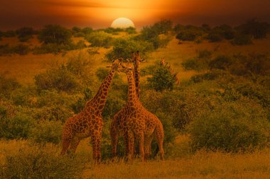 Zürafalar ve günbatımı Tsavo Doğu ve Kenya 'daki Tsavo Batı Ulusal Parkı' nda