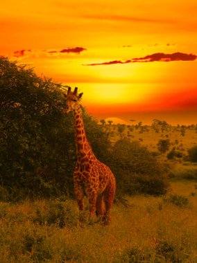Zürafalar ve günbatımı Tsavo Doğu ve Kenya 'daki Tsavo Batı Ulusal Parkı' nda