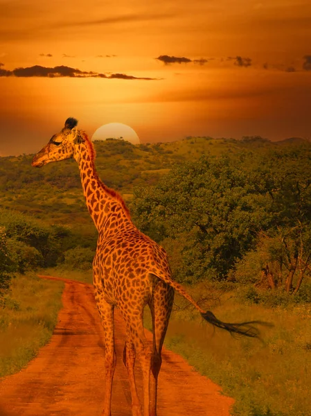 Girafes Coucher Soleil Tsavo East Parc National Tsavo West Kenya — Photo