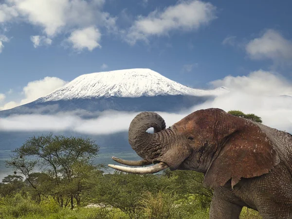 Amboseli Milli Parkı 'nda filler ve Kilimanjaro Dağı 