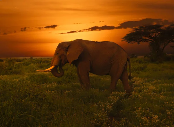 Kenya Daki Tsavo Doğu Tsavo Batı Ulusal Parkı Nda Filler — Stok fotoğraf