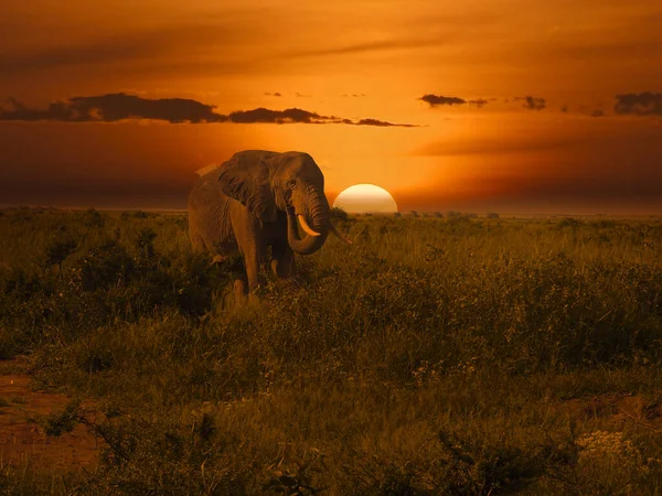 Elefanter Och Solnedgång Tsavo East Och Tsavo West National Park — Stockfoto